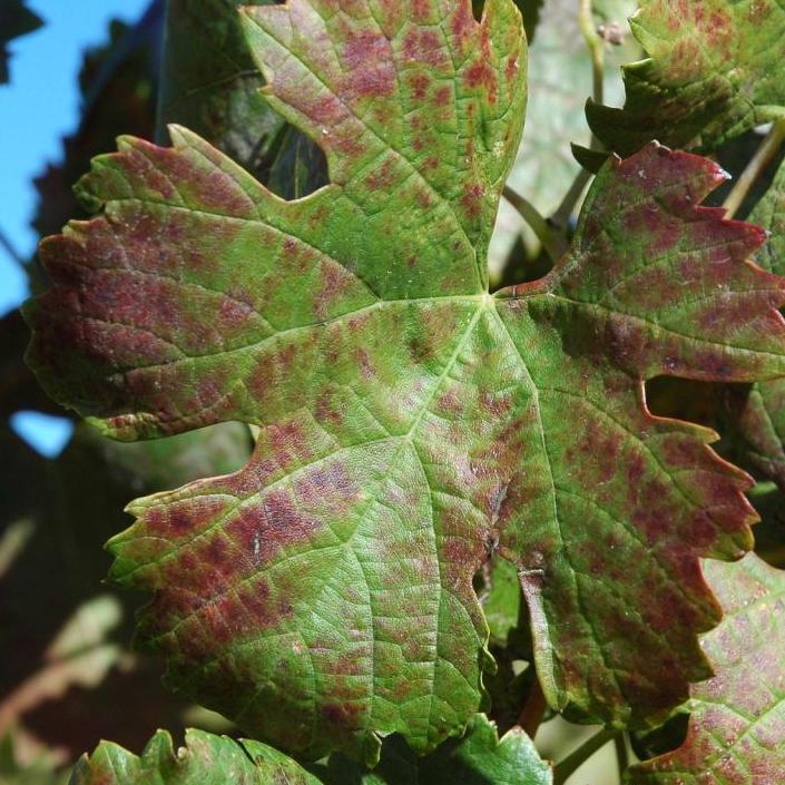 Grapevine leaf