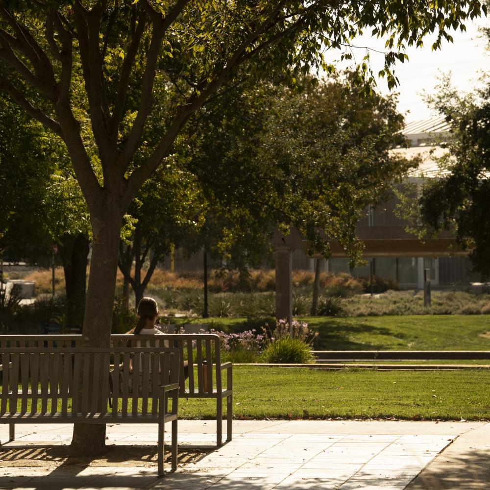 Student sits on a bench under a tree looking toward the Manetti Shrem on campus