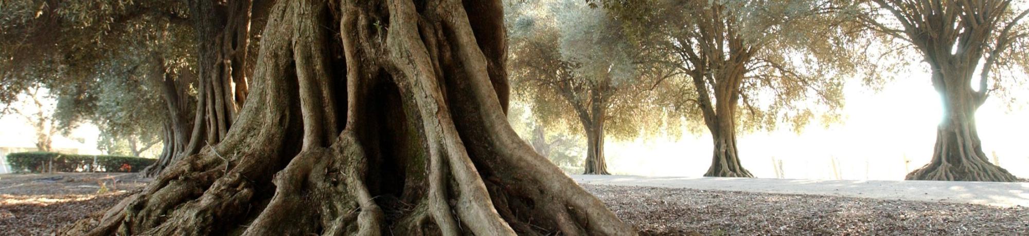 Olive trees at Wolfskill orchard